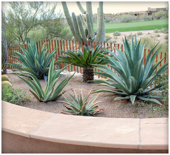 Tucson Landscape Design